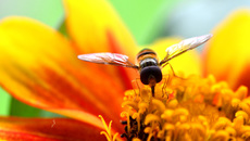 Garten-Schwebfliege (1).jpg